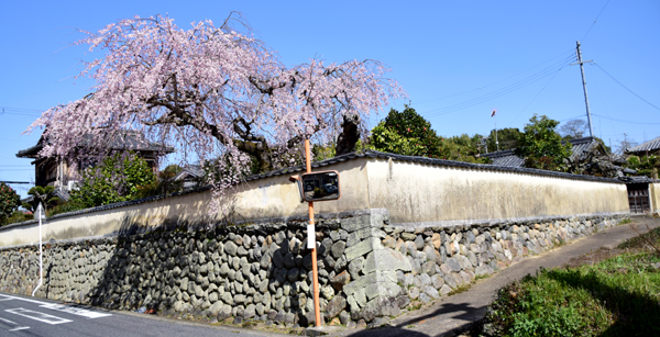 古い桜